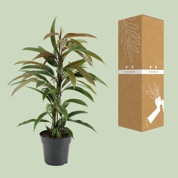 Ficus Binnendijkii Amstel King - ↕70cm - Ø17cm