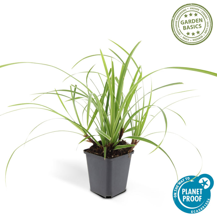 Carex morrowii 'Ice Dance' - Zegge - ↕10-25cm - Ø9cm - 6x