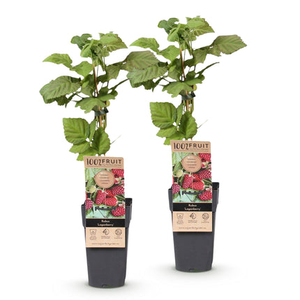 Rubus Thornless Loganberry - Blackberry - Hardy - Red Fruit - 2 Plants - 15cm Pot - Height 50cm