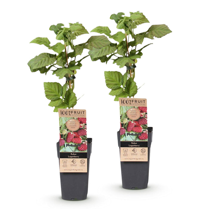 Rubus Thornless Loganberry - Braamboos - Rode Vrucht - ↕50cm - Ø15cm - 2x