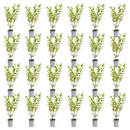 Ligustrum ovalifolium Aureum - Bontbladige Liguster - 24x Haagplanten - Groenblijvend - Bont - Pot 9cm - Hoogte 35-45cm