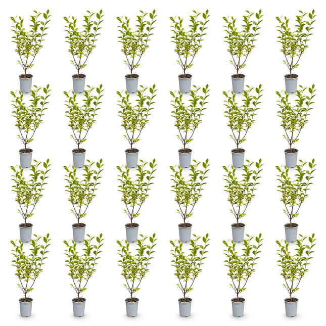 Ligustrum ovalifolium Aureum - Bontbladige Liguster - 24x Haagplanten - Groenblijvend - Bont - Pot 9cm - Hoogte 35-45cm