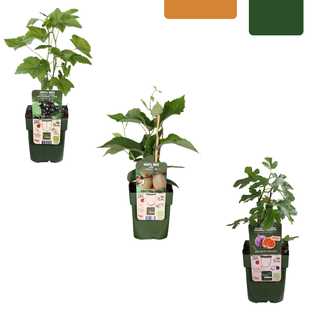 Organic fruit plant mix set of 3 different varieties "Sweet Harvest Trio"