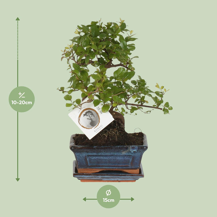 Bonsai S-vorm - ↕15cm - Ø15cm