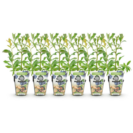 Heidelbeerpflanze (Vaccinium corymbossum 'Bluecrop') – Topf 9 cm – 6 Heidelbeeren