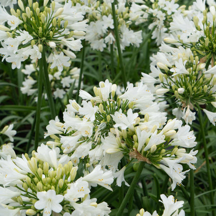 Agapanthus 'Ever White' - lilia afrykańska - ↕30cm - Ø19cm