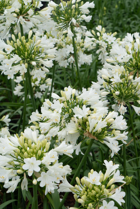 Agapanthus 'Ever White' - Afrikaanse Lelie - ↕30cm - Ø19cm