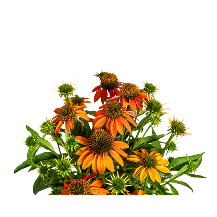 Echinacea Purpurea Arancione - Echinacea - ↕60-70cm - Ø19cm