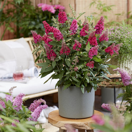 Buddleja davidii Butterfly Candy Little Ruby - Sommerfuglebusk - Kompakt - Rød - ↕20-25cm - Ø12cm - 3x