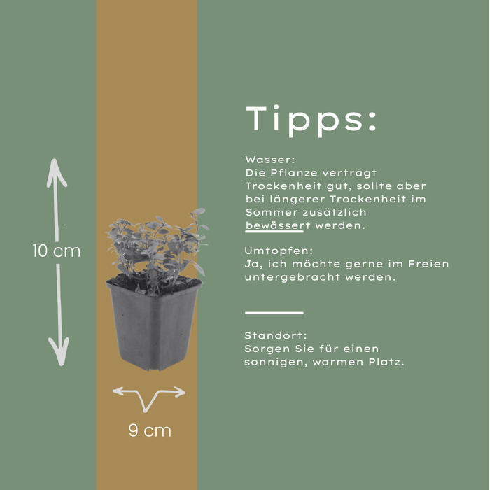 12x Origanum laevigatum 'Herrenhausen' - ↕10-25cm - Ø9cm