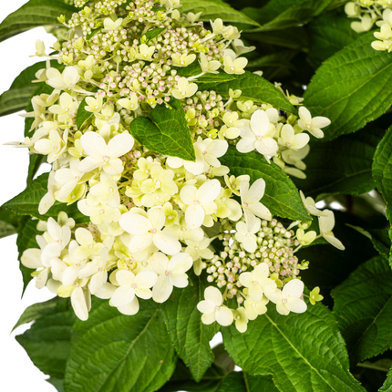 Hortensia paniculata blanca - ↕70-80cm - Ø24cm