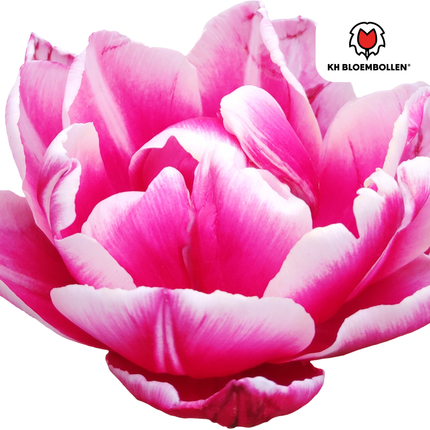 Columbus Tulip Bulbs – 20 Pieces | KH Bloembollen® | Pink-White Double Peony Tulip – Elegant & Full – For Garden or Pot – Size 11/12 – Fresh from the Grower!