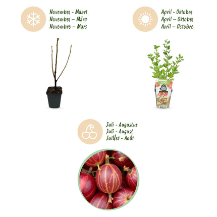Ribes uva-crispa Hinnonmaki Rod - Resistente - 3 Piante - Vaso da 9 cm - Ribes rosso