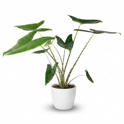 Alocasia Zebrina - Elephant Ear - with Potter White - ↕70-75cm - Ø21cm
