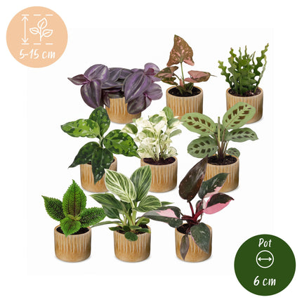 Baby Plants Surprise Box 9x - Verrassingsbox kleine planten - Diversen - Tropisch - incl. Linnea Honey - Ø6cm - ↕5-15cm