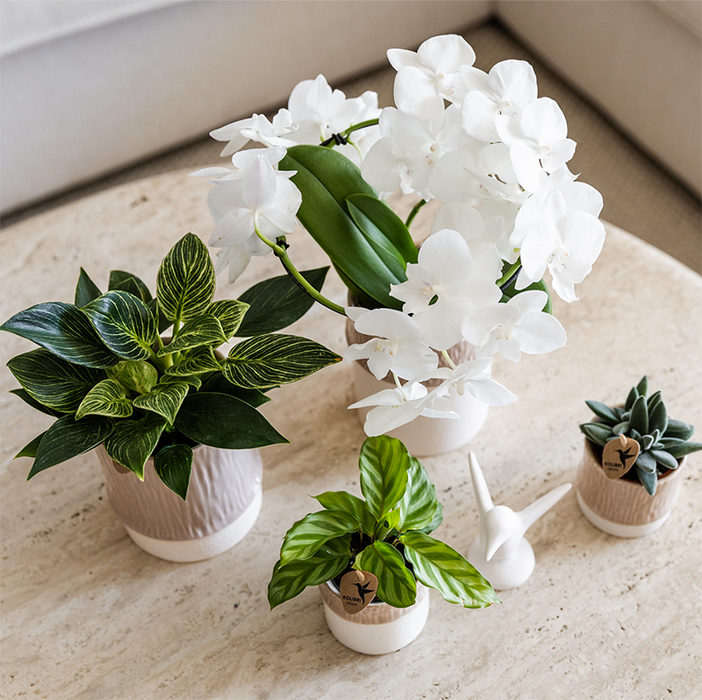 Kolibri Home | Tree sierpot - Sand - Ø9cm