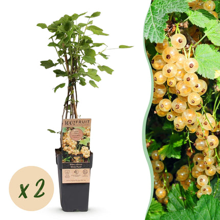 Ribes rubrum Perla Blanca - Planta de bayas - Resistente - Grosella blanca - 2 plantas - Maceta de 15 cm - Altura 50 cm
