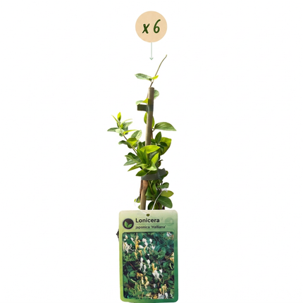 Lonicera jap. 'Halliana' - Japanse kamperfoelie 6x - Wit - Geel - Klimplant - Ø9cm - ↕35cm