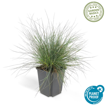 Festuca glauca 'Elijah Bleu' - Festuca blu - ↕10-25cm - Ø9cm - 12x