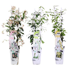 Collection image for: Hardy Climbing Plant