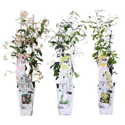 Trachelospermum Mix - Toscansk Jasmin - ↕65cm - Ø15cm - 3x