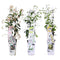 Klimplanten