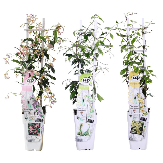 Trachelospermum Mix - Tuscan Jasmine - ↕65cm - Ø15cm - 3x
