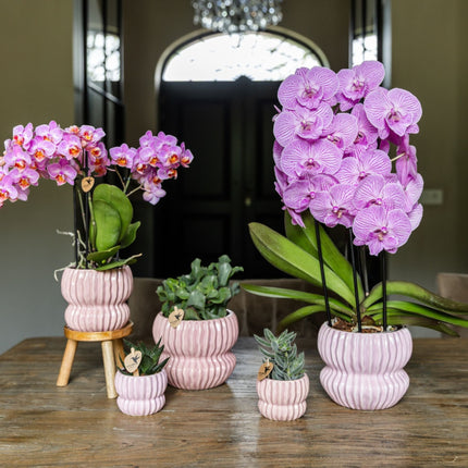 Kolibri Orchids | Roze Phalaenopsis Orchidee - Mineral Antwerpen in Horizon Sierpot Lichtroze - Ø9 cm