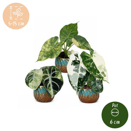 Baby Alocasia Tricolour Variegata 3x - Groen - Zwart - Variegata - Tropisch - incl. Copper Reef - Ø6cm - ↕5-15cm