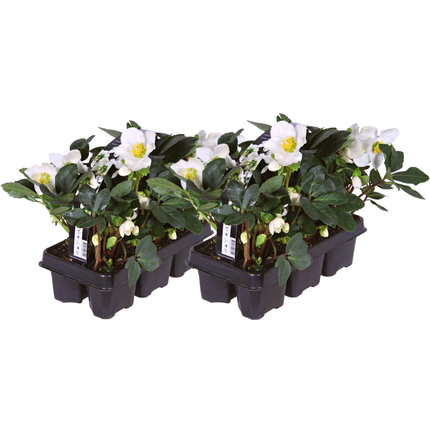 Helleborus niger ‘Christmas Carol’ - Kerstroos - ↕20cm - Ø7cm - 12x