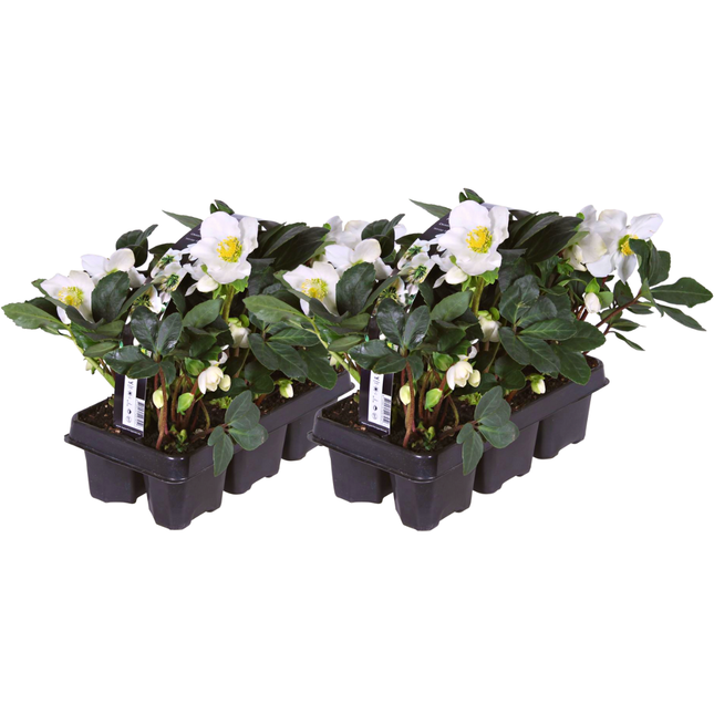 Helleborus niger ‘Christmas Carol’ - Julerose - ↕20cm - Ø7cm - 12x
