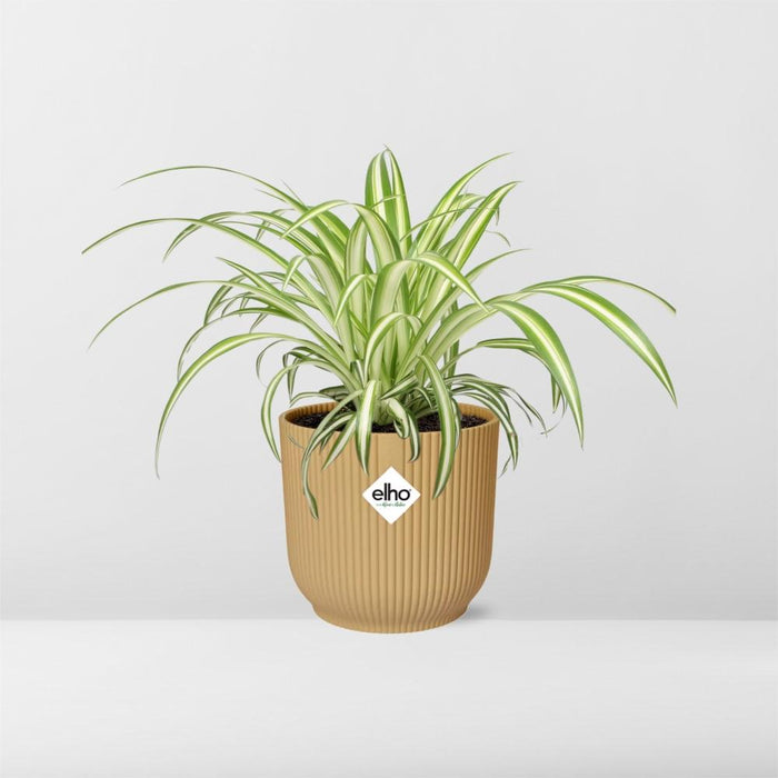Chlorophytum Comosum Variegatum in elho Vibes Fold Ø14cm geel