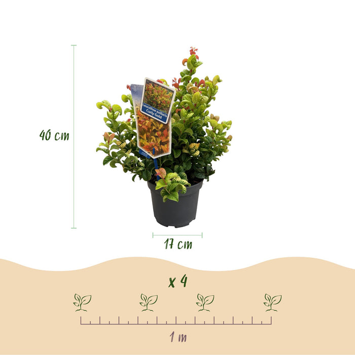 Leucothoe Curly Gold - Geel - 2 Planten - Groenblijvend - Weinig Onderhoud - Pot 17cm Hoogte 40cm