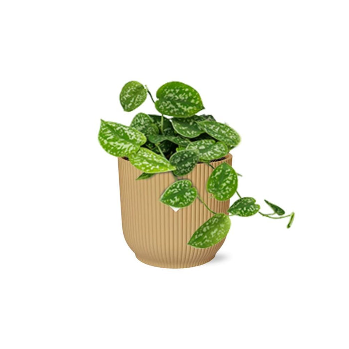 Scindapsus Pictus ‘Argyraeus’ in elho Vibes Fold Ø14cm geel