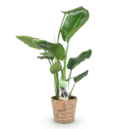 Strelitzia Nicolai - Bird of Paradise Flower - with basket - ↕70-90cm - Ø17cm