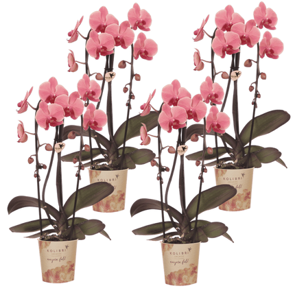 Kolibri Orchids | Combi Deal - 4 Zalmroze Phalaenopsis Orchideeën Niagara Fall Narbonne - Ø12 cm