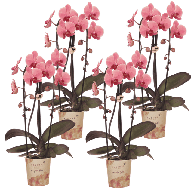 Kolibri Orchids | Combi Deal - 4 Zalmroze Phalaenopsis Orchideeën Niagara Fall Narbonne - Ø12 cm