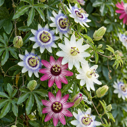 Passiflora Tricolour - Driekleurige passiebloem 12x - Wit - Paars - Roze - Klimplant - Ø9cm - ↕35cm