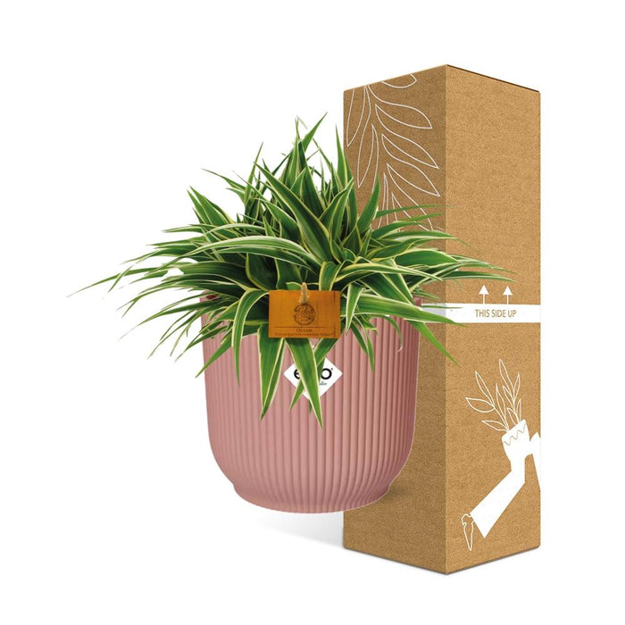 Chlorophytum Ocean - in elho Vibes Fold Ø16cm round delicate pink - ↕10-20cm