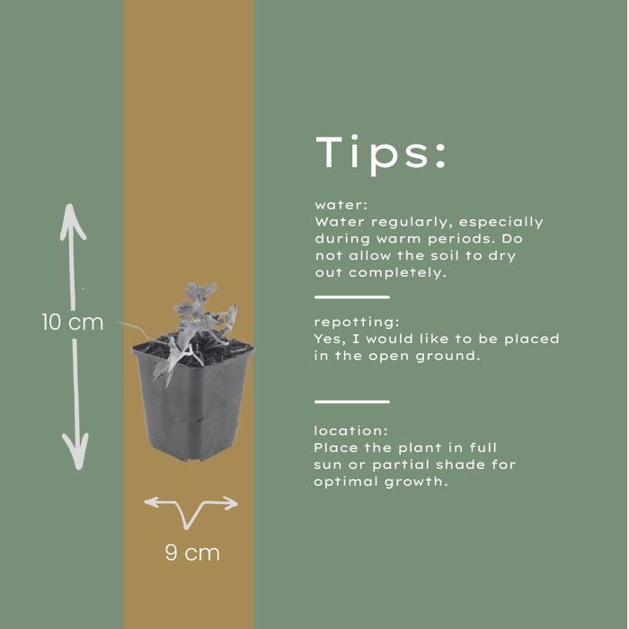 48x Geranium 'Azure Rush' - ↕10-25cm - Ø9cm