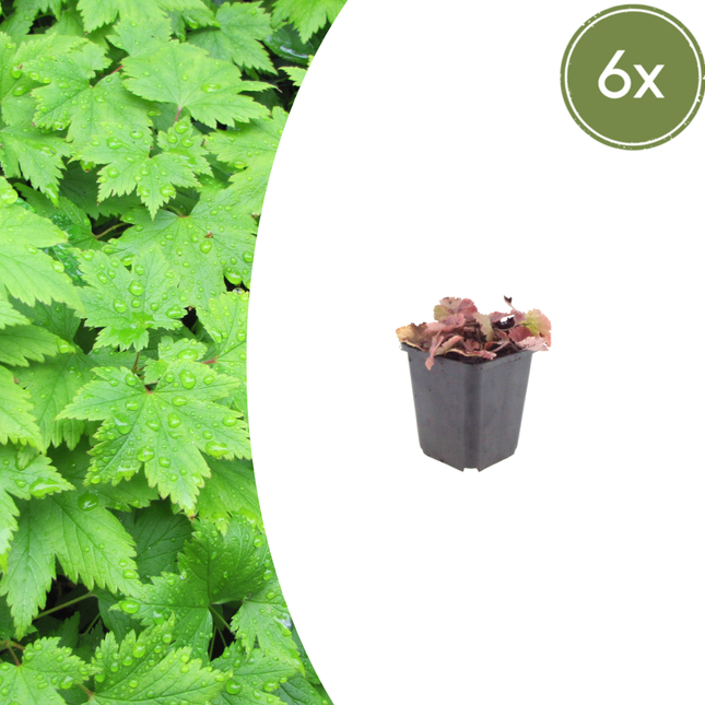 Tiarella cordifolia - Fiore di schiuma - ↕10-25cm - Ø9cm - 6x
