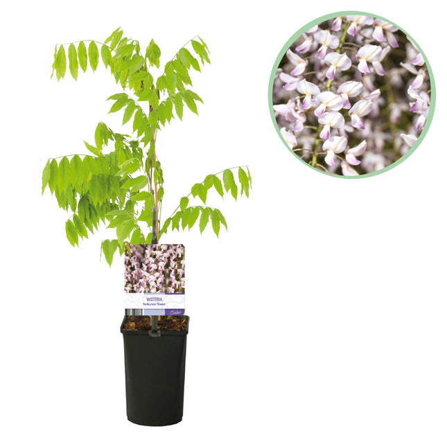 Blå blåregn - Wisteria floribunda Rosea - Lyserød blomst - ↕40cm - Ø11cm
