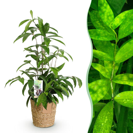 Dracaena surculosa - Arbre Sang-Dragon - avec panier - ↕60-70cm - Ø17cm
