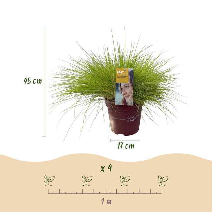 Siergrassen - Festuca glauca Golden Toupee - Geel - 4 Planten - Bladhoudend - Weinig Onderhoud - Pot 17cm Hoogte 50cm