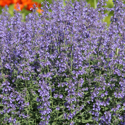 Nepeta 'Grol' -  Kattenkruid - ↕10-25cm - Ø9cm - 60x