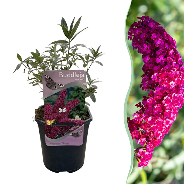 Buddleja davidii Royal Red - Fiore rosso - 1 pianta - Decidua - Attira le farfalle - ↕25cm - Ø17cm