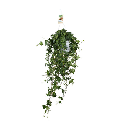 Hedera Helix Pitsburg - Planta colgante XXL - ↕90cm - Ø17cm