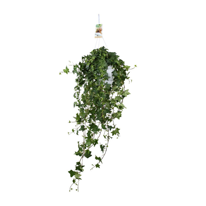 Hedera Helix Pitsburg - Hangplant XXL - ↕90cm - Ø17cm