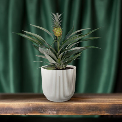 Bromelia Ananas - Pineapple plant - ↕30cm - Ø12cm