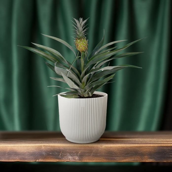 Bromelia Ananas - Ananasplant - ↕30cm - Ø12cm